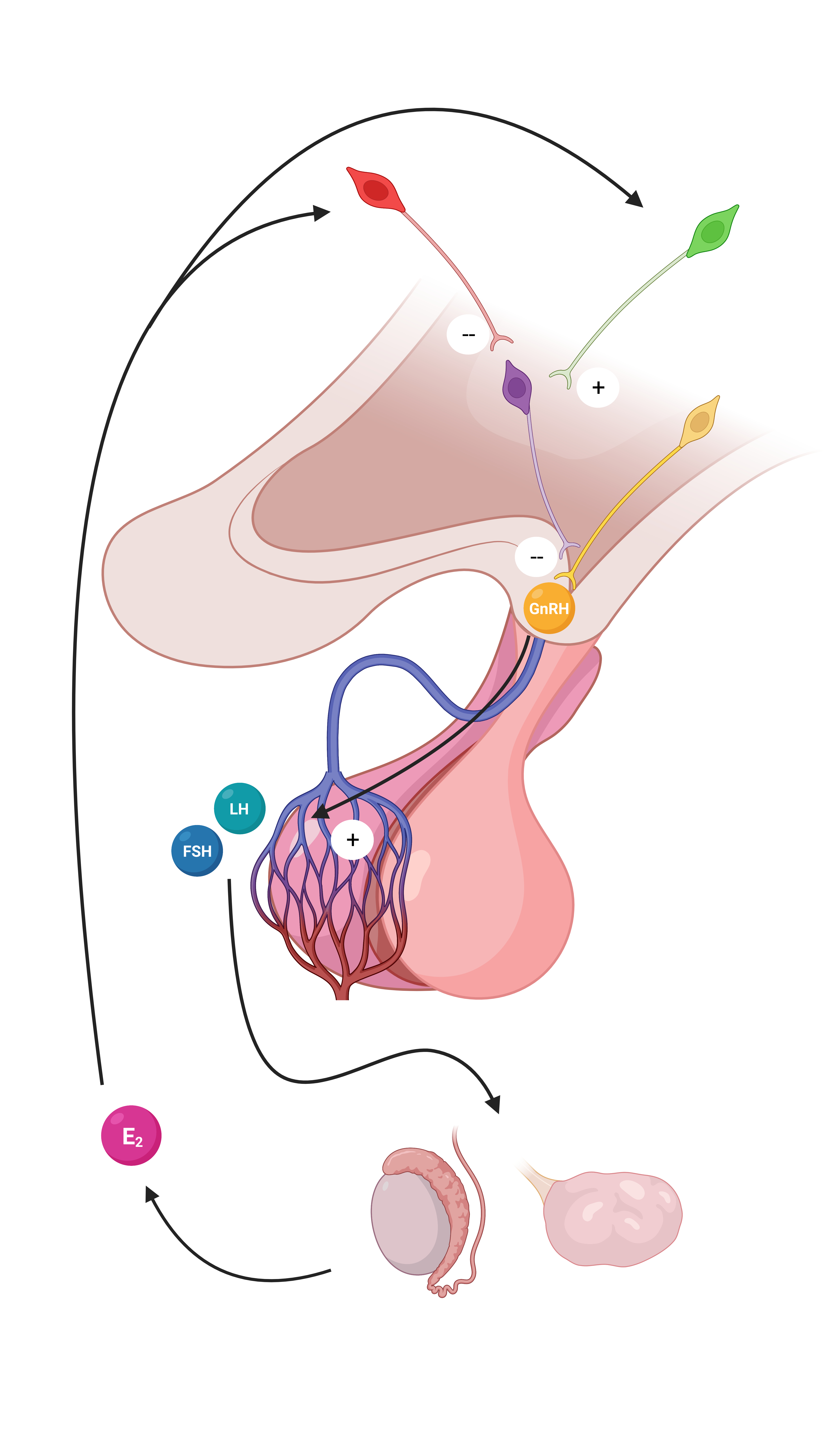 El E2 actúa en las neuronas GABAérgicas (roja) y glutamatérgicas (verde), que inhibirán o activarán, respectivamente, las neuronas A15 (morado). Las A15 inhibirá las neuronas GnRH (amarillo). Si no se inhiben las neuronas GnRH, la molécula viajará por el torrente sanguíneo hasta la adenohipófisis y favorecerá la producción de FSH y LH que actuarán en las gónadas (testículos y ovarios).