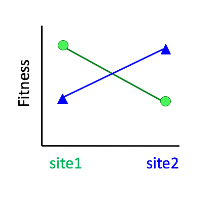 Representación hipotética de los resultados de un experimento de adaptación local. Los individuos del sitio 1 y sitio 2 son trasplantados a ambos lugares para posteriormente medir su éxito reproductor (o fitness). Se puede observar que en ambos sitios los individuos locales presentan mayor fitness que los foráneos, indicando la existencia de adaptación local en ambas poblaciones. Imagen de Wikimedia Commons, licencia CC BY-SA 4.0.