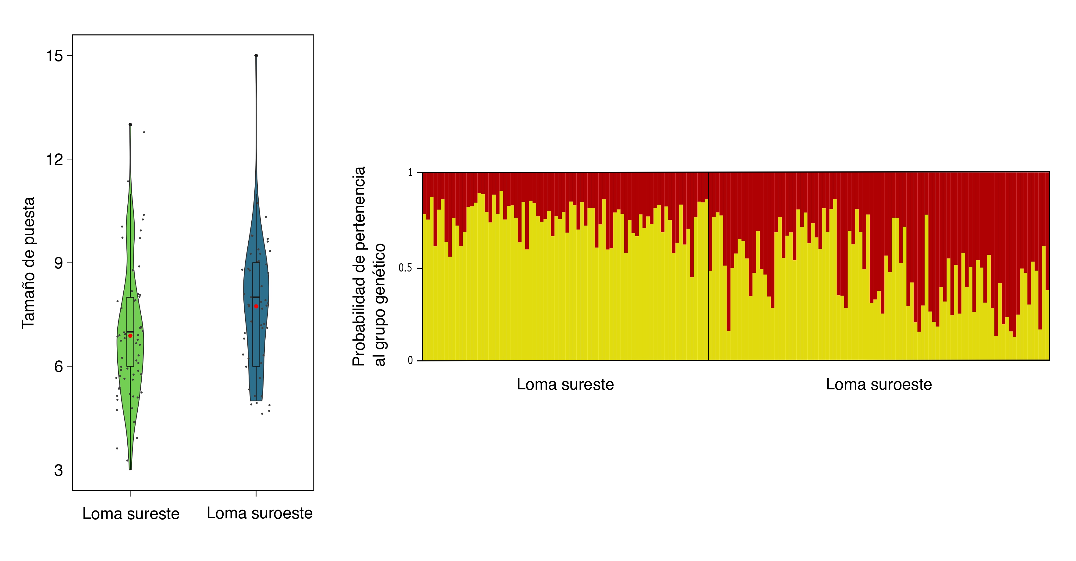 Izquierda: variación en el tamaño de puesta de los herrerillos entre las dos lomas montañosas del sistema de estudio. El gráfico representa violin plots, donde se muestran la media, mediana y dispersión de los datos. Derecha: representación gráfica del análisis genético a partir de los marcadores neutros, que desveló la presencia de dos clústeres o grupos genéticos (amarillo y rojo) correspondientes a las dos lomas. Elaboración propia.