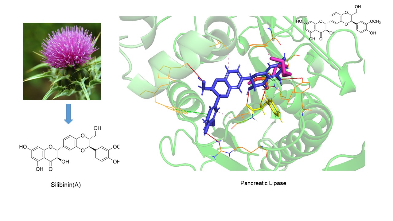 Representación 3D de los resultados del acoplamiento molecular de Silibinina con la lipasa pancreática (Protein Data Bank: 1lpb). Los enlaces de hidrógeno se muestran en rojo, las interacciones hidrofóbicas en morado y las interacciones de apilamiento pi en verde. Los residuos relevantes dentro del centro catalítico se muestran como varillas delgadas de color amarillo. Los demás residuos que interactúan con los compuestos se muestran como líneas de color naranja.