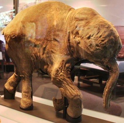 Lyuba, la cría de mamut, en el Museo de Historia Natural de Londres.