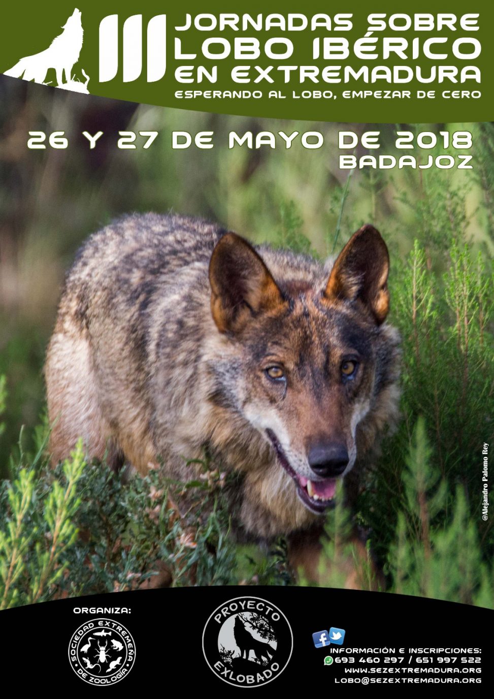 - III Jornadas del Lobo Ibérico en Extremadura (26 y 27 de Mayo)
