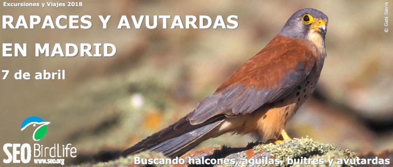 - Rapaces y avutardas en Madrid (7 de Abril)