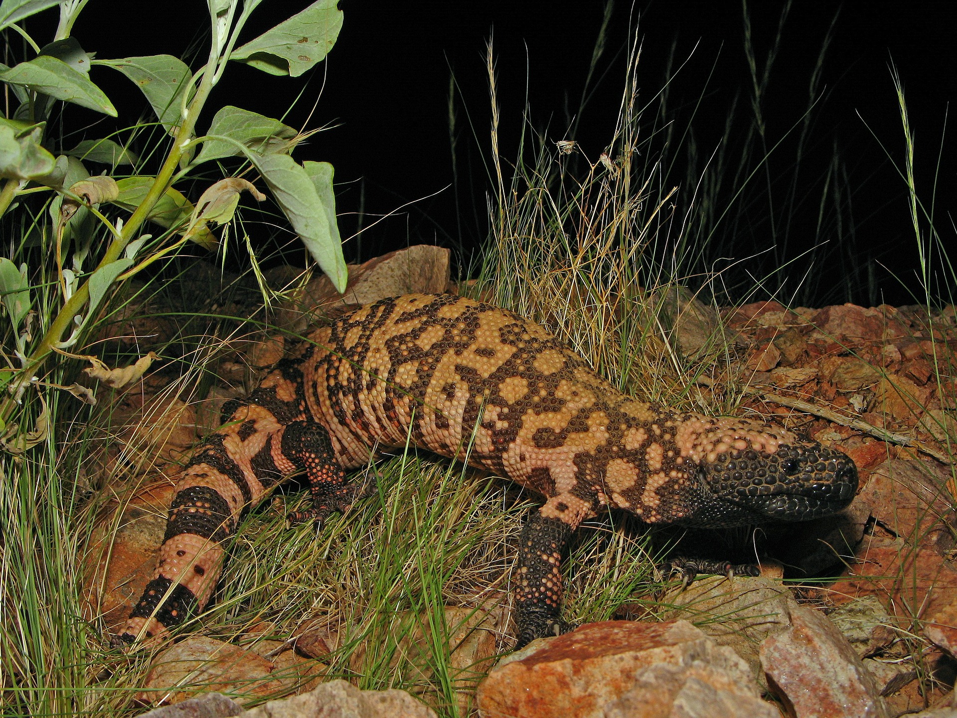 Monstruo de Gila (Heloderma suspectum) en cuyo veneno se localiza el exendin-4, cuya estructura química ha permitido la síntesis industrial de la exenatida (un análogo de las hormonas incretinas).