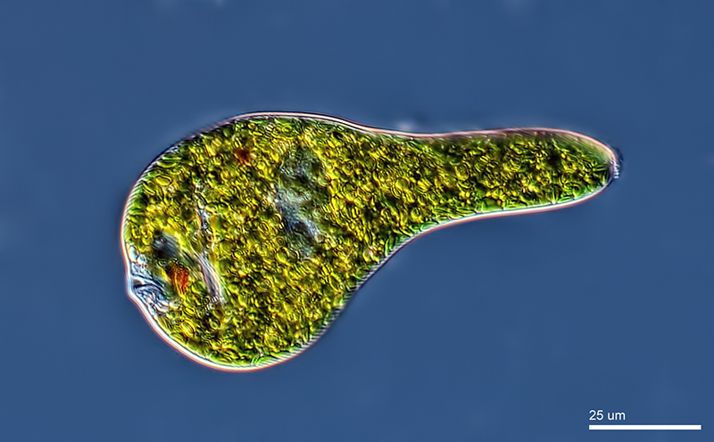 El género Euglena posee un orgánulo encargado de captar la luz y orientar su movimiento en consecuencia denominado estigma, y aparece como una mancha rojiza en la zona anterior.