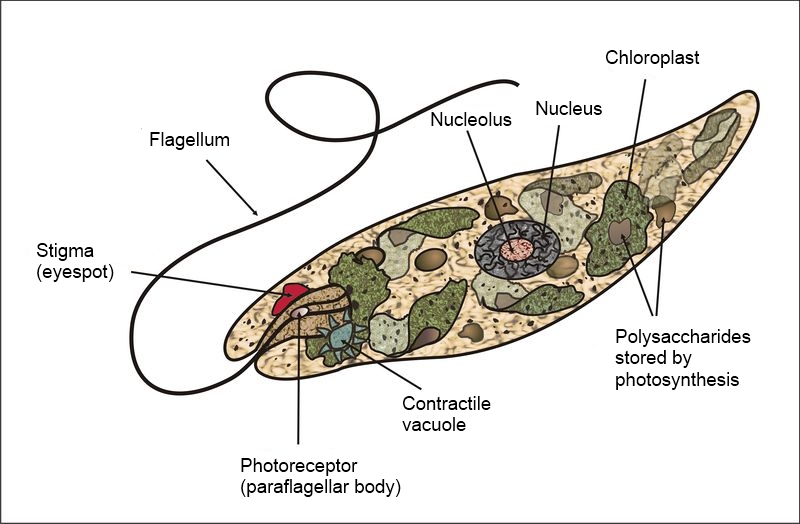 Anatomía del género Euglena.