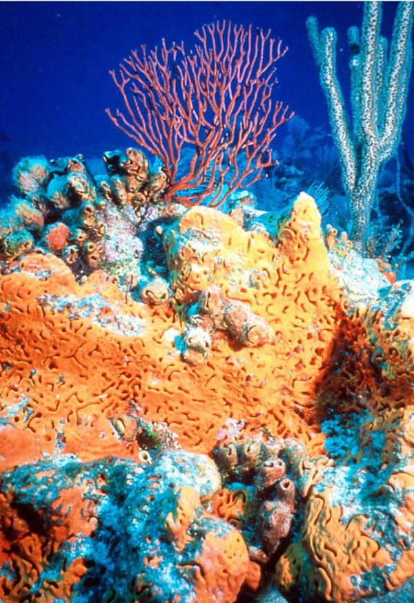 Esponja “oreja de elefante” naranja (Agelas clathrodes) con dos corales sobre ella (I. schrammi, P. nutans) en el Santuario Marino Nacional Florida Keys