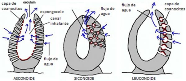 Modelos corporales básicos de los poríferos.