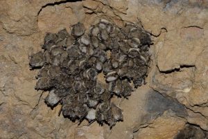 Población de Myotis lucifugus habitando el techo de una cueva