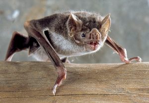 Murciélago vampiro común (D. rotundus)