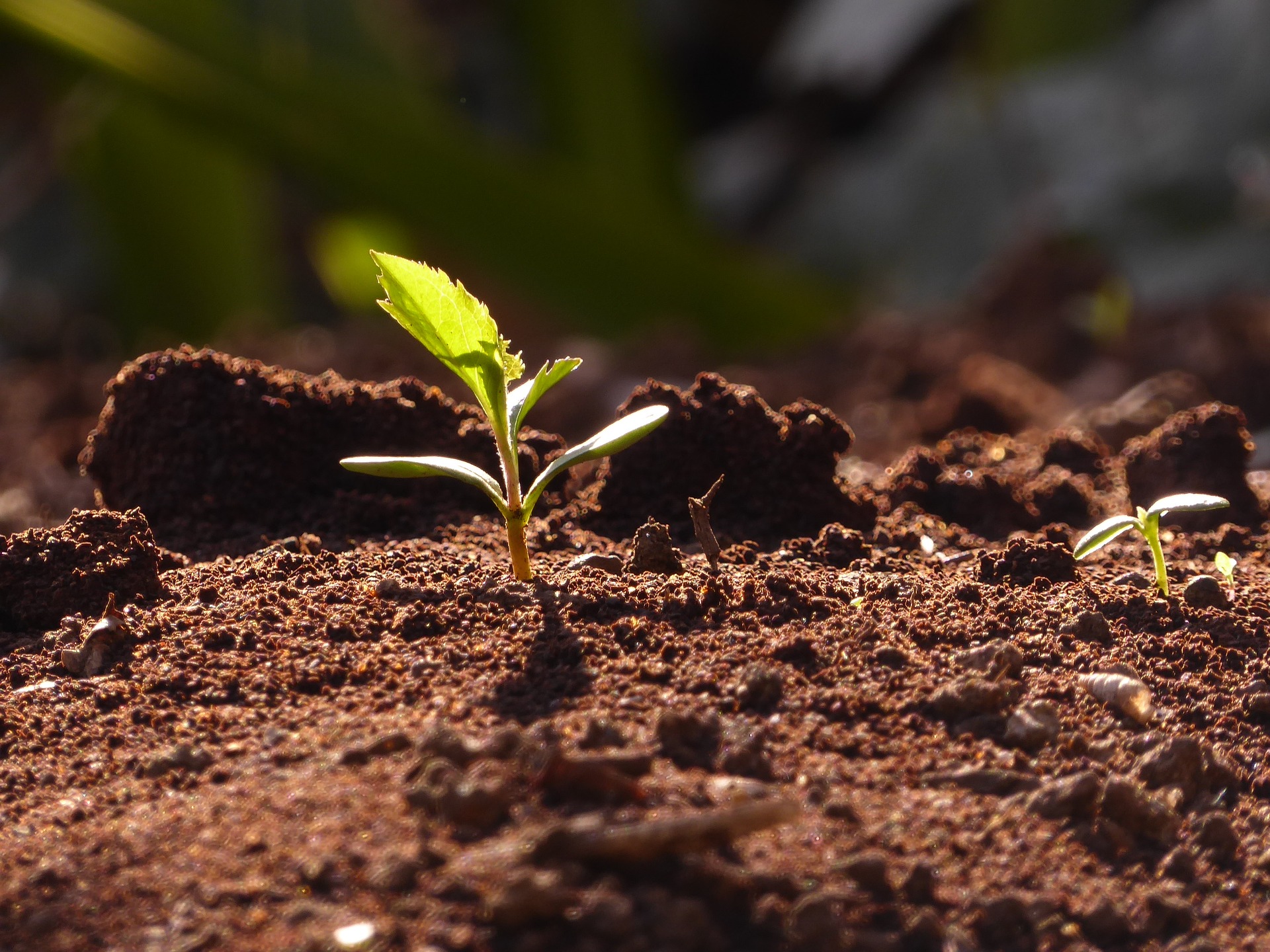 Con los niveles tan “conservadores” de agua y abono utilizados, las plantas apenas crecían.