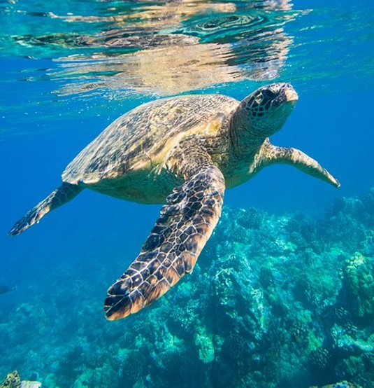 Tortuga boba (Caretta caretta)