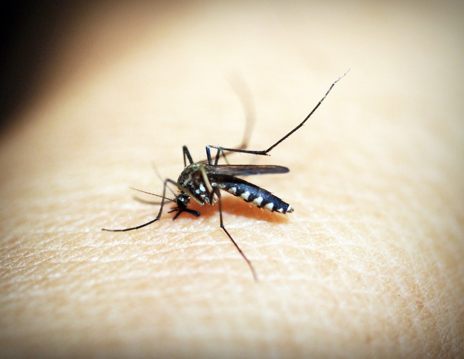 El mosquito del género Anopheles como vector de la malaria.