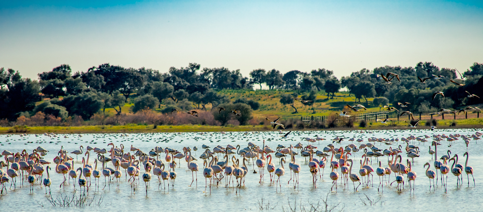 El cambio climático podría influir en la relación entre las encinas y los animales encargados de dispersar las bellotas, perjudicando su mutualismo. Y, dado que la reducción de las precipitaciones y el incremento de las temperaturas son consecuencias del cambio climático, esto podría provocar aumentos en el transporte de polvo procedente del Sáhara cargado de fosfatos, que se deposita en zonas como las lagunas alterando el ecosistema acuático.