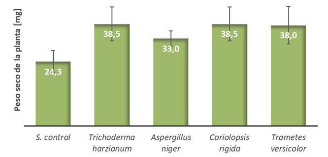 Crecimiento de las plantas a las 6 semanas de estudio bajo la influencia de cada una de las especies de hongos saprobios evaluadas.