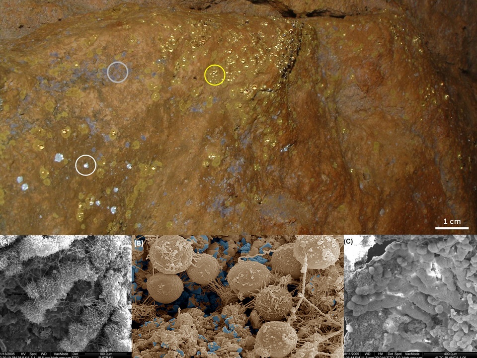 Biofilms bacterianos en la cueva de Altamira. Microscopía electrónica de A: Biofilm blanco. B: Biofilm gris. C: Biofilm amarillo. Reproducida de C. Saiz-Jimenez. 2022. Frontiers for Young Minds, 10, 739199. Autor: Cesáreo Sáiz Jiménez.