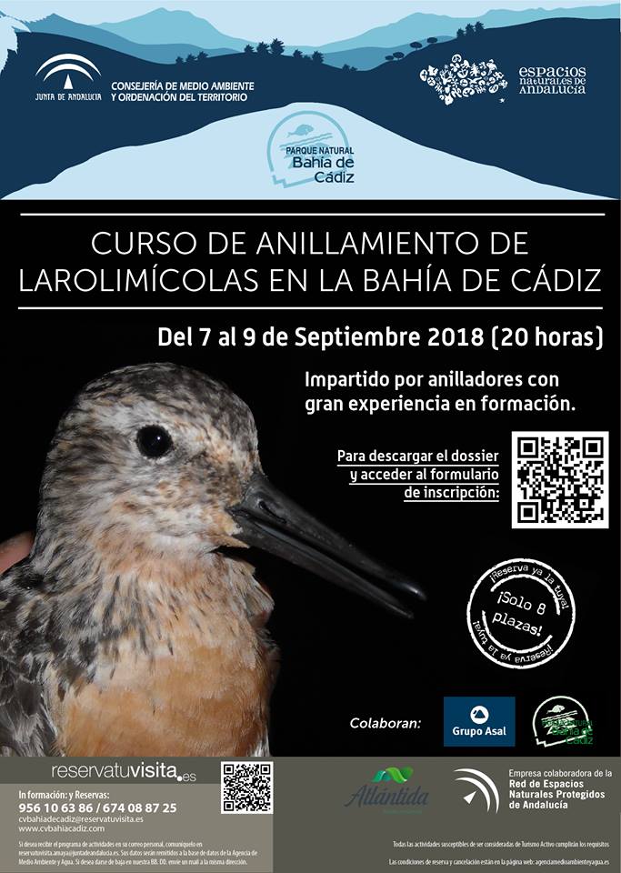 Curso de anillamiento de larolimícolas en la Bahía de Cádiz (07 al 09 de Septiembre del Septiembre 2018)