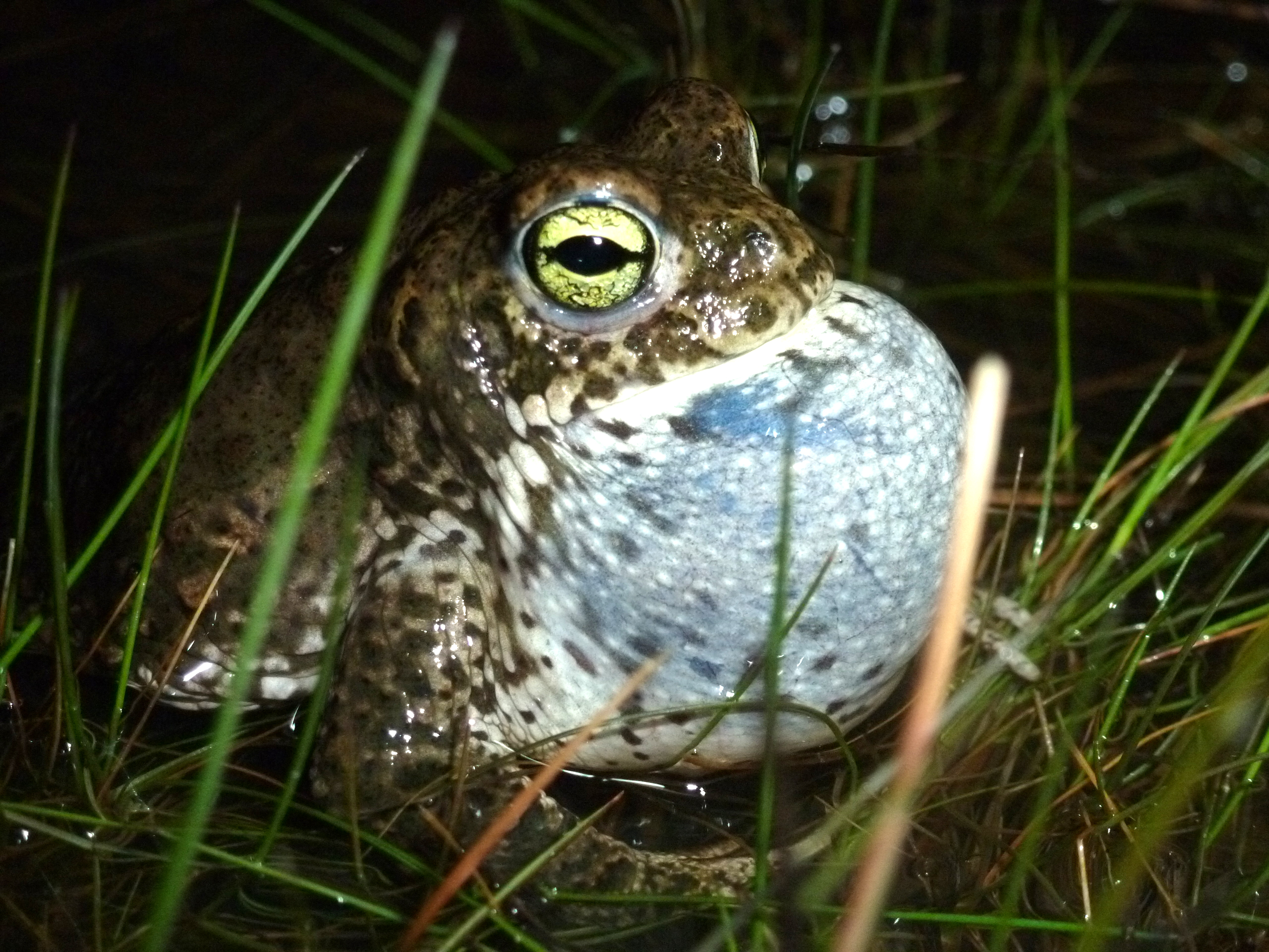 Sapo corredor (autora: Pilar Fernández Díaz)