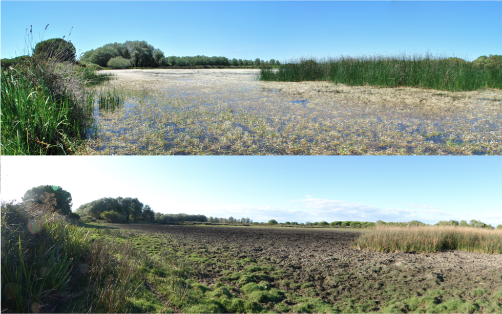 Laguna de Doñana durante su fase inundada y seca (autora: C. Díaz-Paniagua)