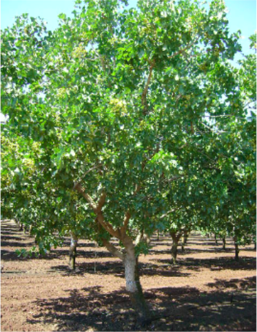 Plantación de pistachero durante el riego.