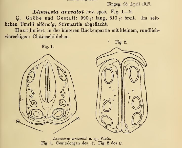 Dibujo y descripción del ácaro Limnesa arevaloi aparecido en el texto de Viets Eine neue Limnesia-Species. Zoologischer Anzeiger. El ácaro lleva el epíteto específico en honor al ecólogo español.