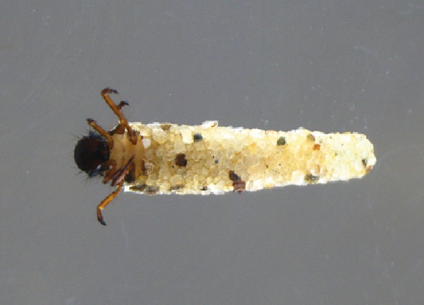 Larva de Drusus sp. Dentro de su estuche. Se aprecia la minúscula granulometría de los detritos que emplea esta larva para construir su estuche. Cortesía de Martín L.