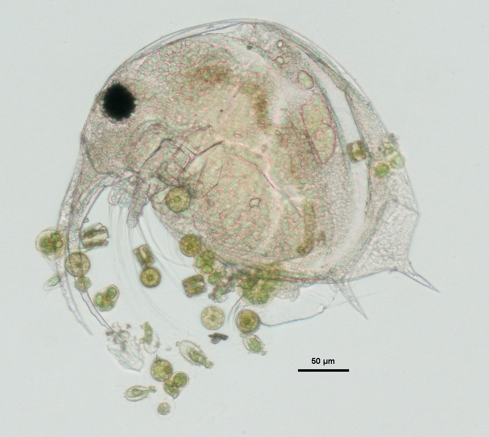 En la imagen se observa un individuo de Bosmina longirostris, que forma parte del zooplancton, junto a especies del fitoplancton de menor tamaño y color verde (Cyclotella sp., Mallomonas sp., Oocystis sp.).