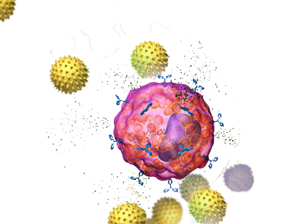 Mastocito rodeado de alérgenos