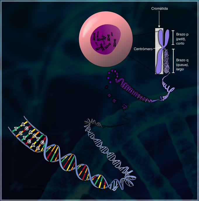 Imagen del enrollamiento que sufre el ADN hasta formar los cromosomas. En la imagen podemos apreciar el centrómero, brazo p y q y cromátidas de un cromosoma.