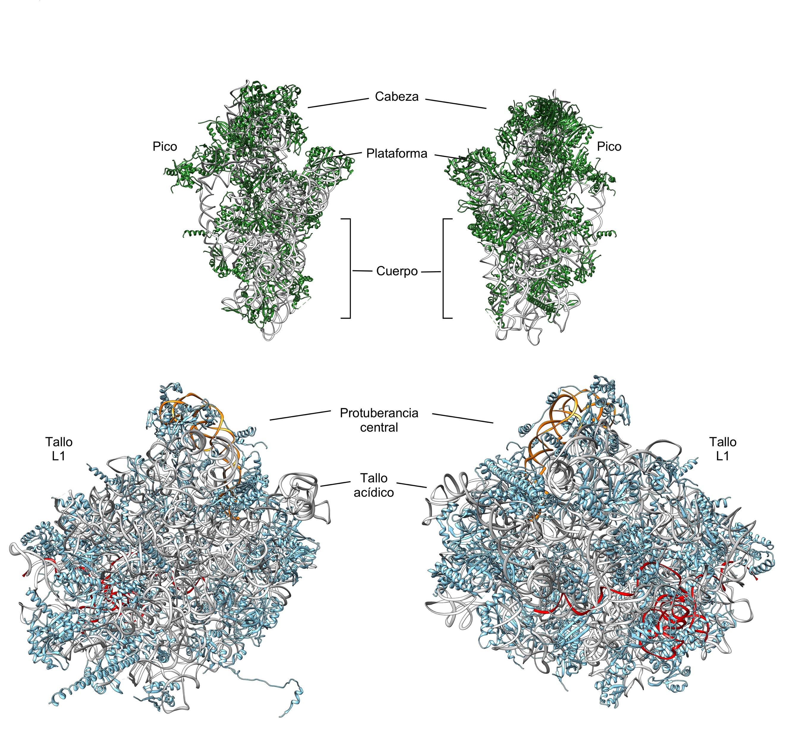 Estructura de las subunidades ribosómicas de S. cerevisiae. Se muestran las superficies que interaccionan entre sí (izquierda) y las expuesta al solvente (derecha). Los ARN ribosómicos se han coloreado en gris (18S y 25S), naranja (5S) y rojo (5.8S), y las proteínas ribosómicas en verde (subunidad pequeña) o en azul (subunidad grande). Figura realizada a partir de archivos de Protein Data Bank, códigos 3U5B, 3U5C, 3U5D y 3U5E.