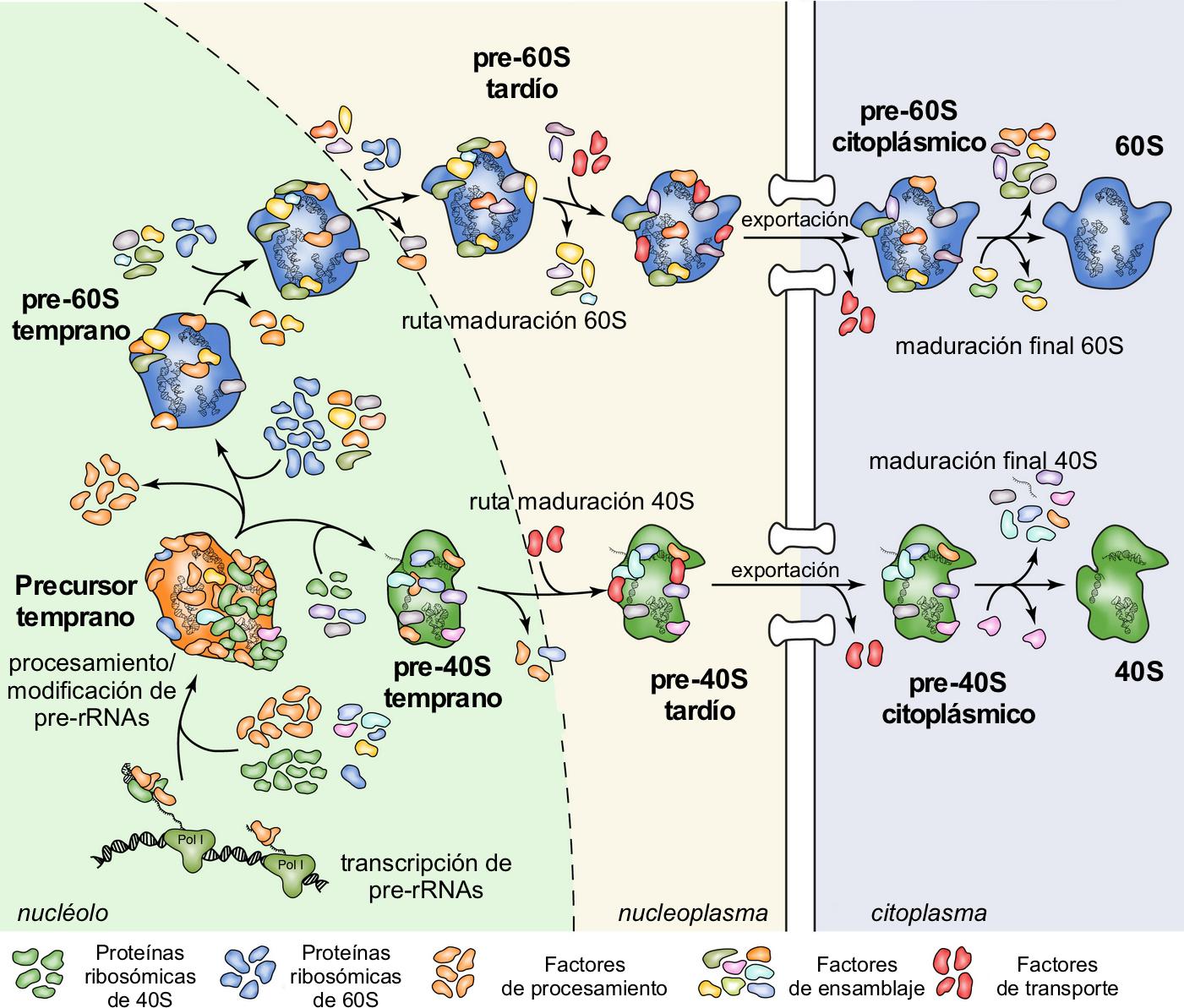 Ruta de ensamblaje de ribosomas en S. cerevisiae. Se indican las subunidades 40S y 60S y sus respectivas partículas pre-ribosómicas. Se muestra la dinámica de asociación y disociación de factores y el ensamblaje de proteínas ribosómicas. Modificado de una figura original cortesía del Dr. Ivo Zemp (Instituto de Bioquímica, ETH Zurich, Suiza).