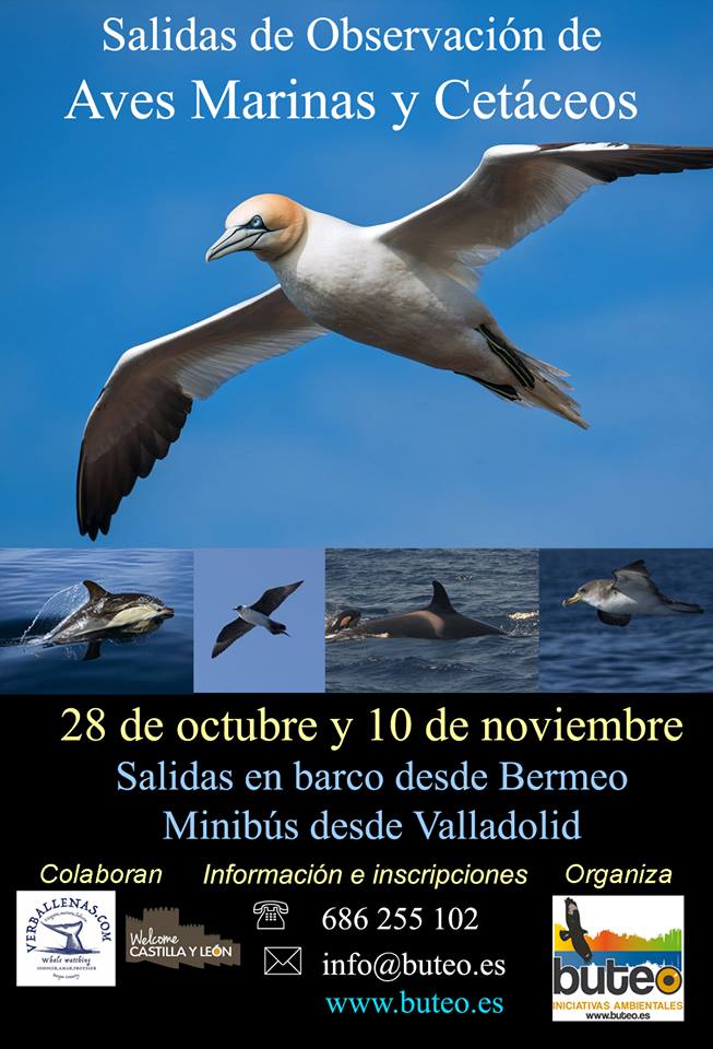 Salida de observación de aves marinas y cetáceos (28 de Octubre al 10 de Noviembre en Vizcaya) 
