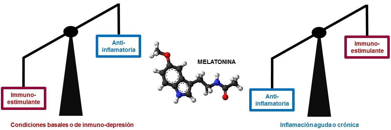 Función amortiguadora de la melatonina