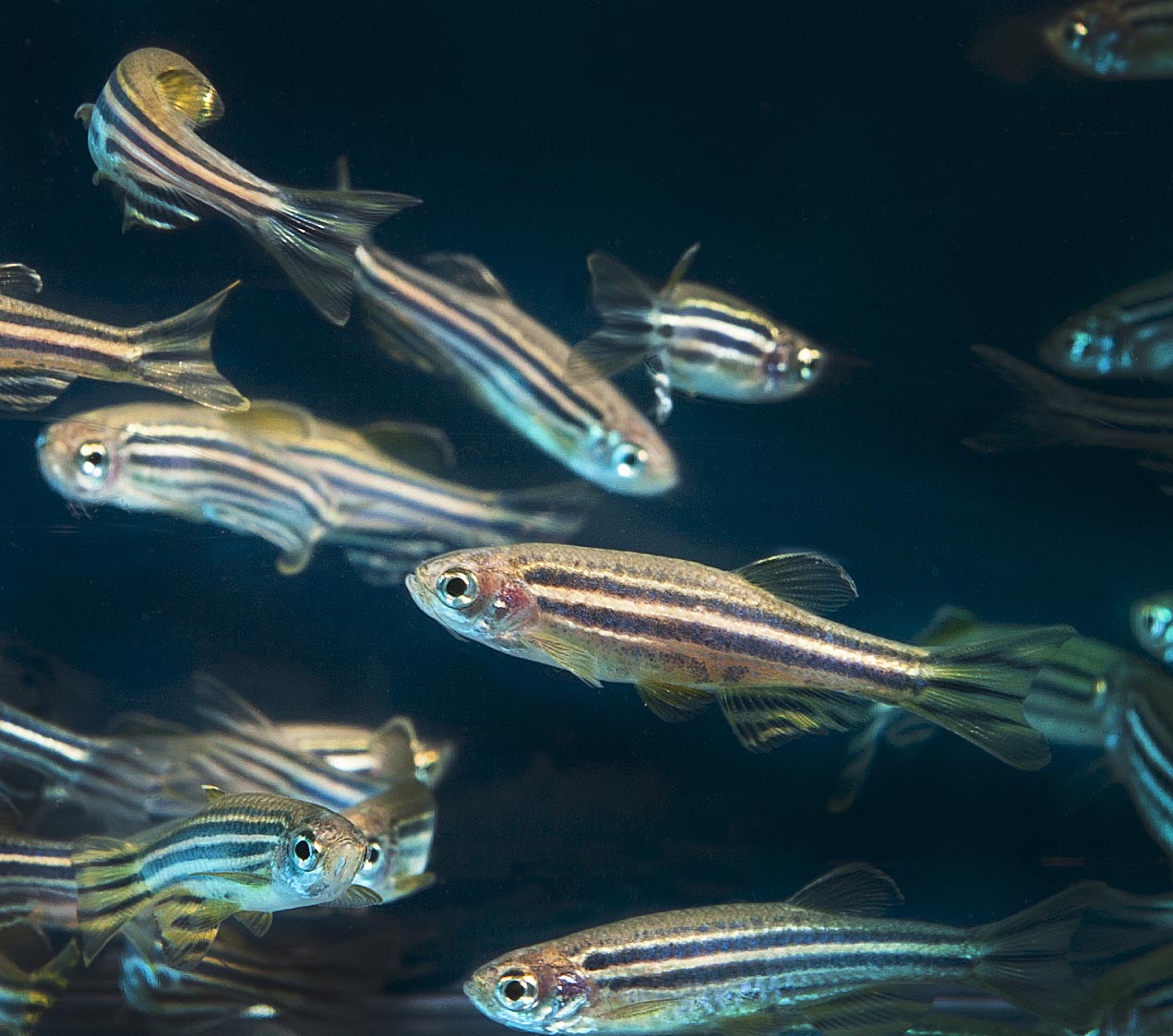 El pez cebra o Danio rerio, es otro organismo modelo importante en el campo médico. Este pequeño pez tropical ha permitido a los científicos estudiar procesos biológicos detrás de la distrofia muscular, además de ayudar a entender los mecanismos en el desarrollo de enfermedades, como el cáncer. Pese a no ser tan parecido a los humanos como el ratón (alrededor del 70%), son muy utilizados a que su desarrollo es tan rápido que en un día crecen casi lo mismo que un embrión humano en un mes, además de ser más baratos de mantener que los ratones. Gracias a su cuerpo transparente permite seguir el impacto de mutaciones genéticas o tratamientos farmacológicos usando un método no invasivo y minimizando el sufrimiento animal. Imagen por Universidad de Oregon