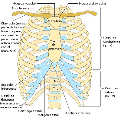 Anatomía de una caja torácica normotípica humana.