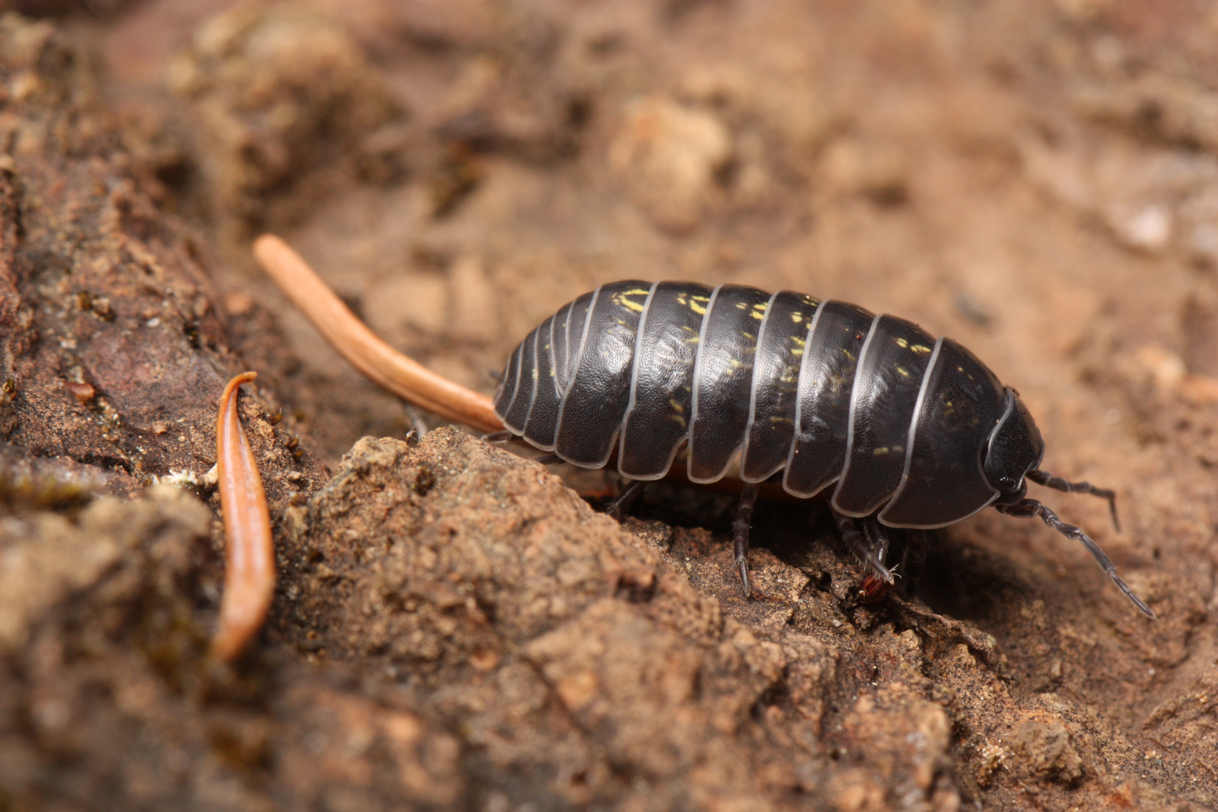 Isópodo de la especie Armadillium vulgare, hospedador de la bacteria Wolbachia. Autor: Walter Siegmund