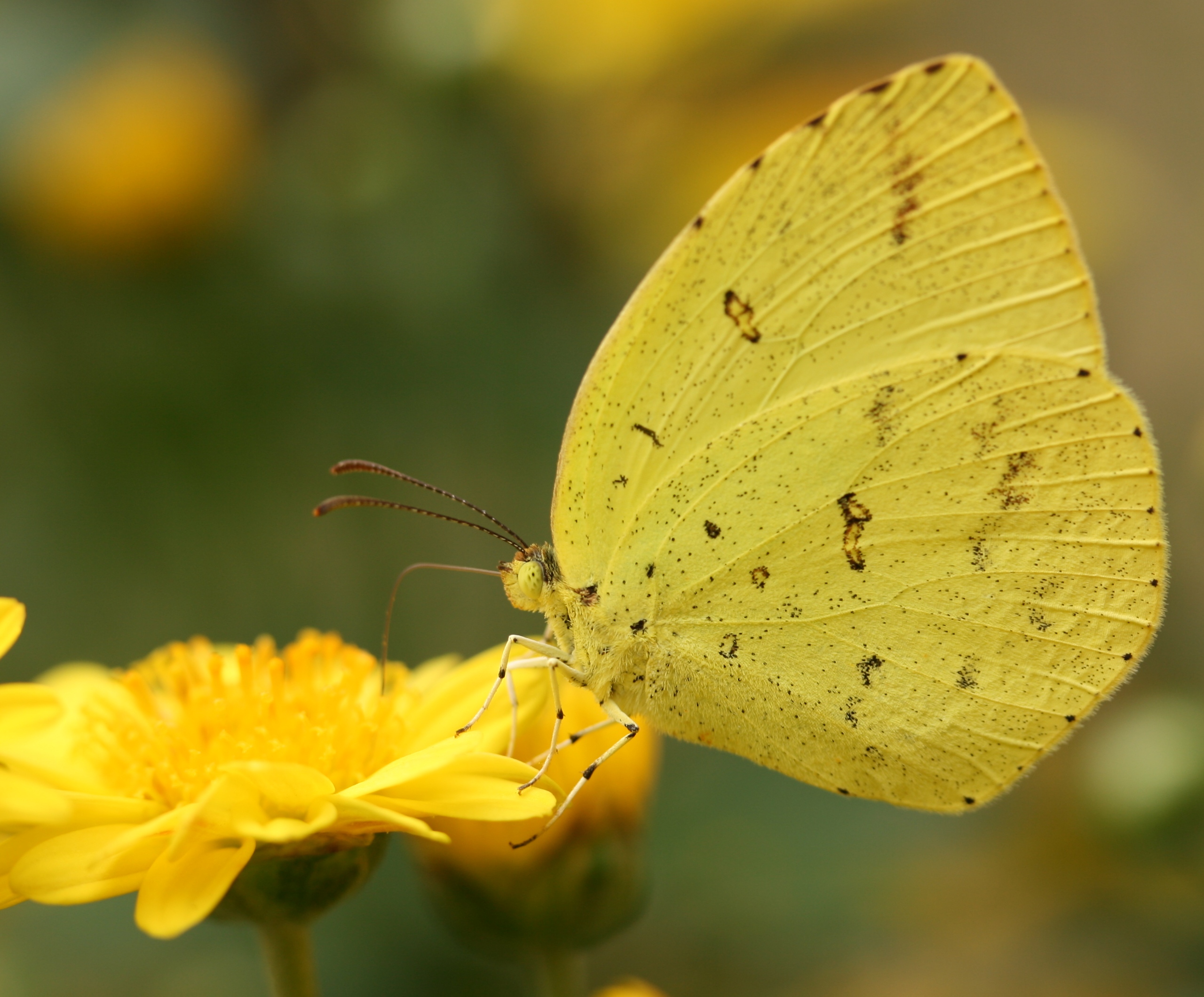 Eurema hecabe mandarina, otra especie hospedadora de Wolbachia. Autor: Alpsdake.