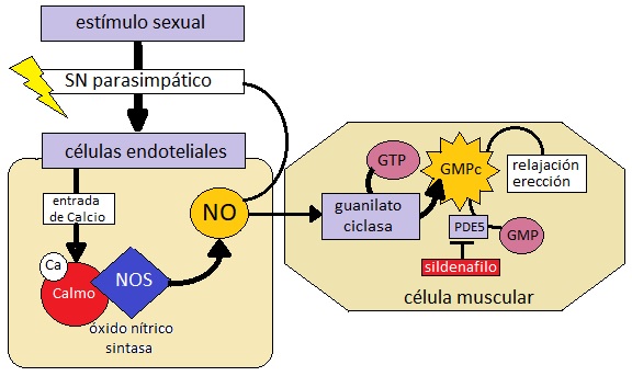 La erección se produce por la relajación de la capa muscular lisa de las arterias del pene a causa de la producción de GMPc, inducida por la liberación de óxido nítrico. Las fosfodiesterasas (PDE) eliminan el GMPc, de forma que cortan la erección. Algunos fármacos, como el sildenafilo o viagra bloquean la acción de las PDE y, por tanto, mantienen la erección.