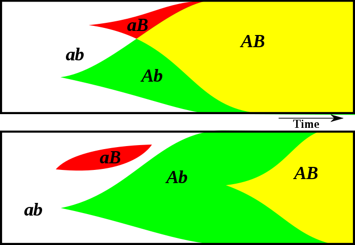 Representación gráfica del fenómeno de interferencia clonal. El sexo ayuda a la propagación de rasgos ventajosos a través de la recombinación. Los diagramas comparan la evolución de la frecuencia de alelos en una población sexual (1) y una población asexual (2). El eje vertical muestra la frecuencia y el eje horizontal muestra el tiempo. Una población contiene inicialmente los alelos independientes a y b. Dos alelos ventajosos de a y b aparecen al azar (A y B). La combinación ventajosa AB surge rápidamente con la recombinación (1), pero debe surgir independientemente en (2).