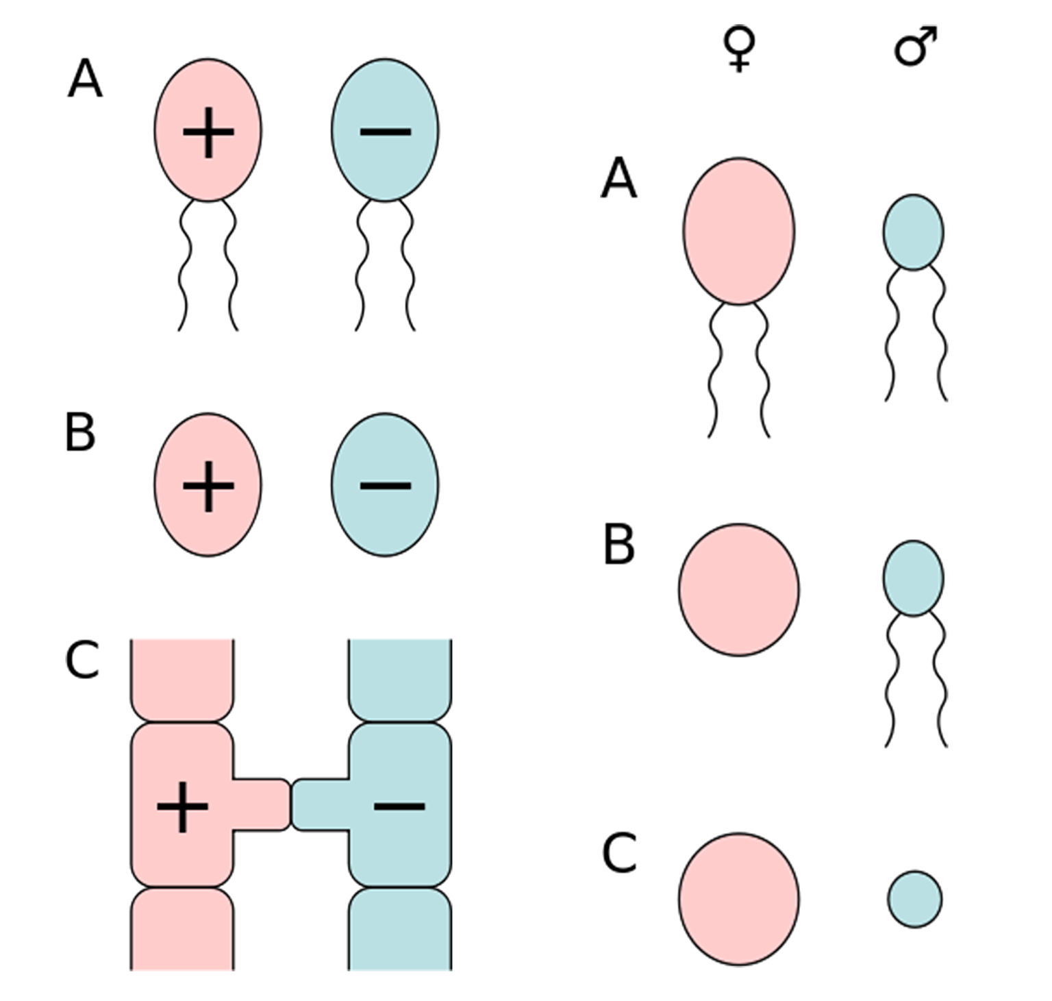 Izquierda: distintos tipos de isogamia. Derecha: distintos tipos de anisogamia.