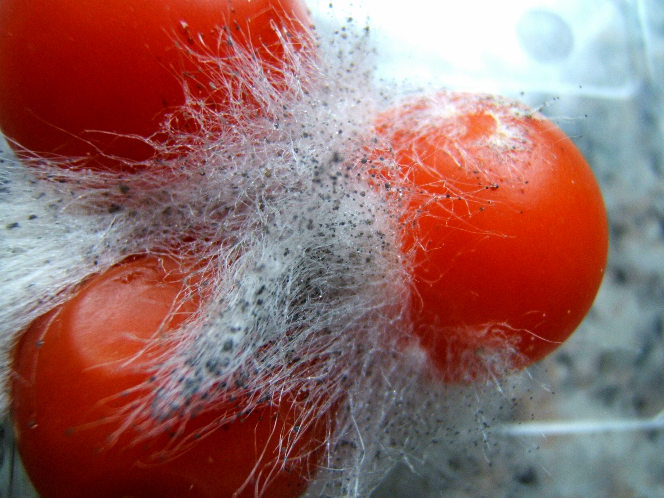 Imagen de un tomate infectado por dicho hongo. Podemos observar un gran desarrollo por las dimensiones que alcanza. Los puntos negros que se ven en la fotografía son los esporangios.
