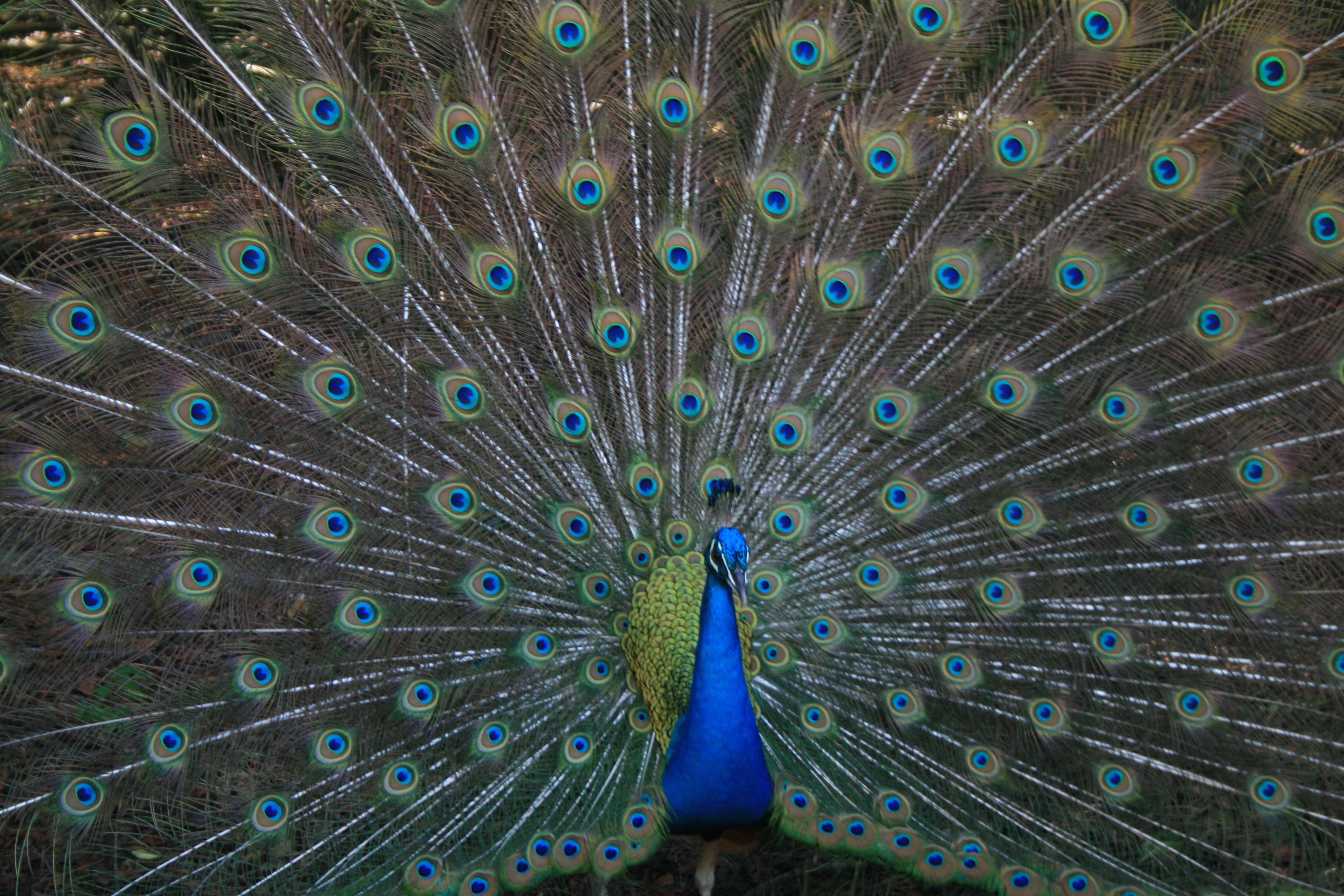 A pesar de hacerlo más atractivo a las hembras el plumaje del Pavo cistatus le delata a los depredadores y dificulta su desplazamiento. Esto es un claro ejemplo de carácter costoso. A pesar de hacerlo más atractivo a las hembras el plumaje del Pavo cistatus le delata a los depredadores y dificulta su desplazamiento. Esto es un claro ejemplo de carácter costoso.
