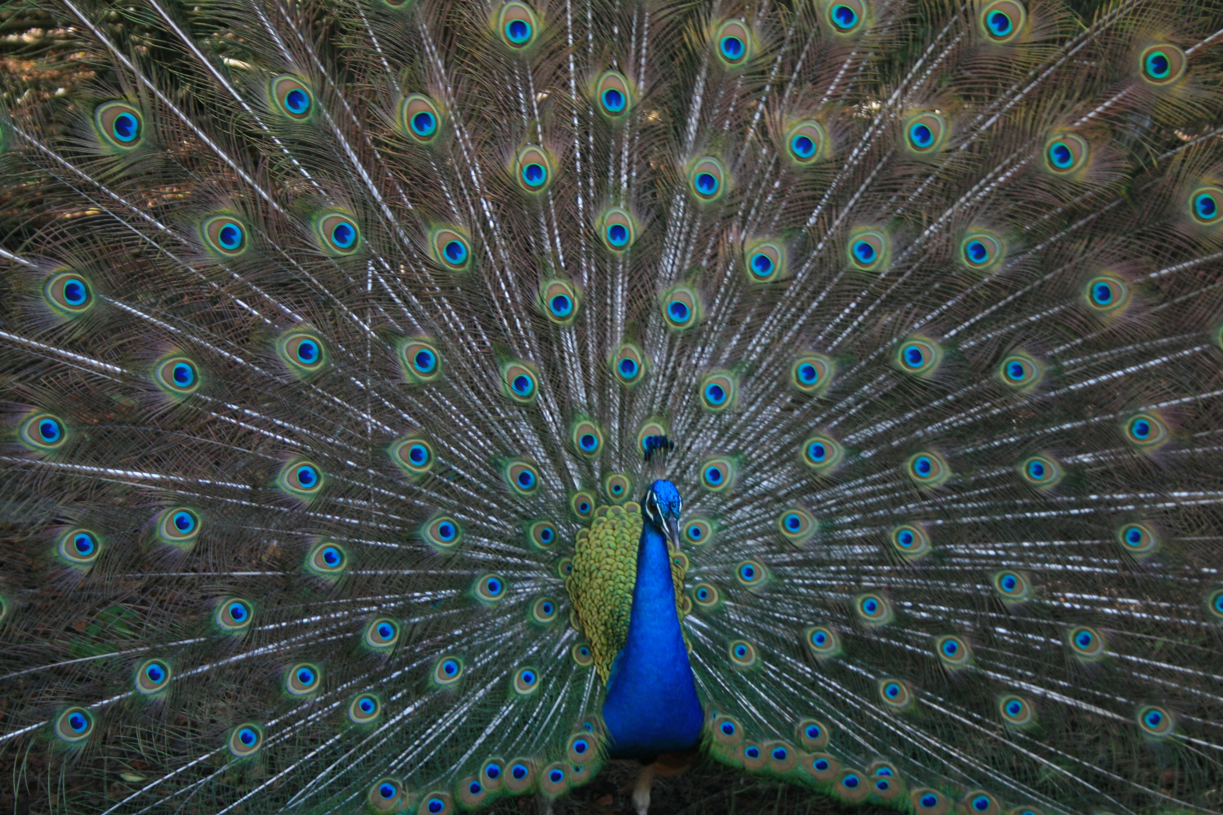 A pesar de hacerlo más atractivo a las hembras el plumaje del Pavo cistatus le delata a los depredadores y dificulta su desplazamiento. Esto es un claro ejemplo de carácter costoso.