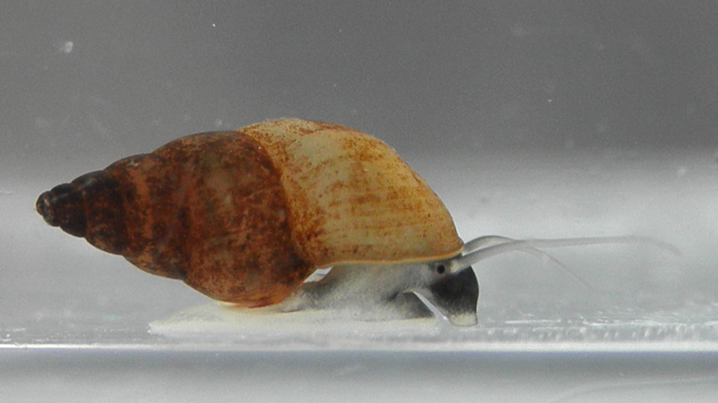 Potamopyrgus antipodarum.