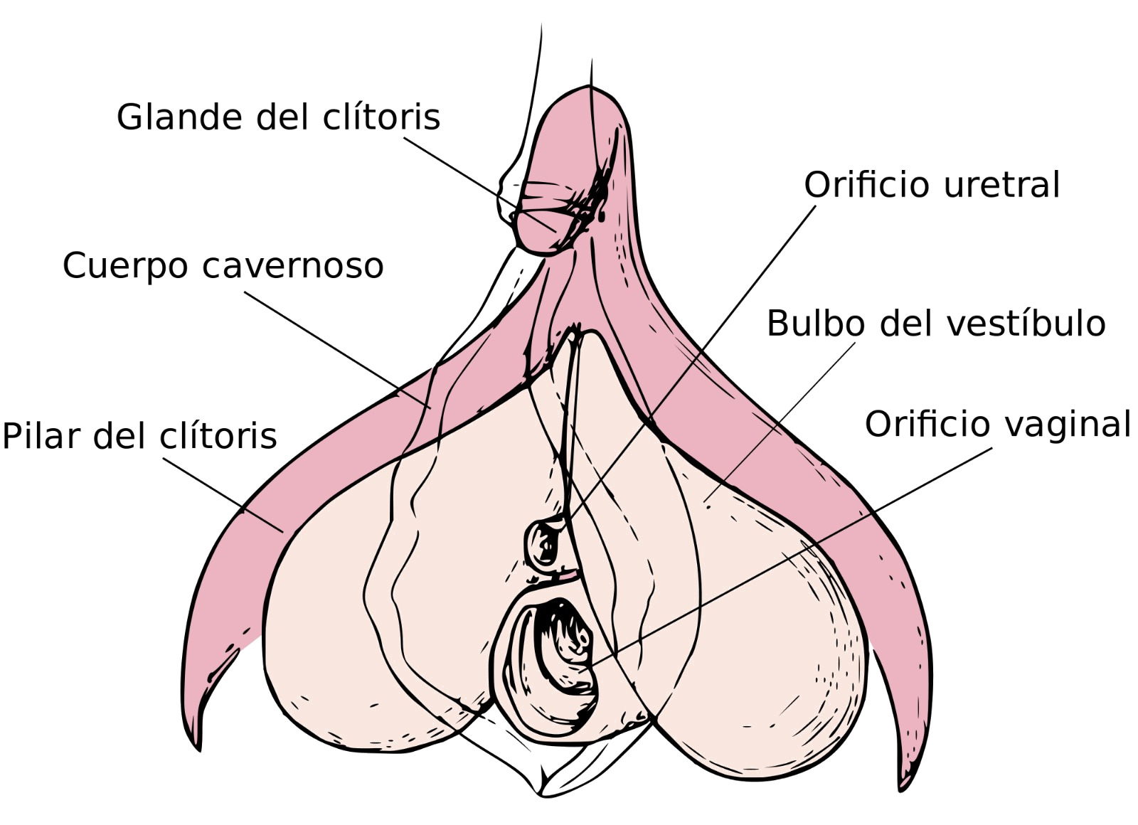 Anatomía del clítoris.