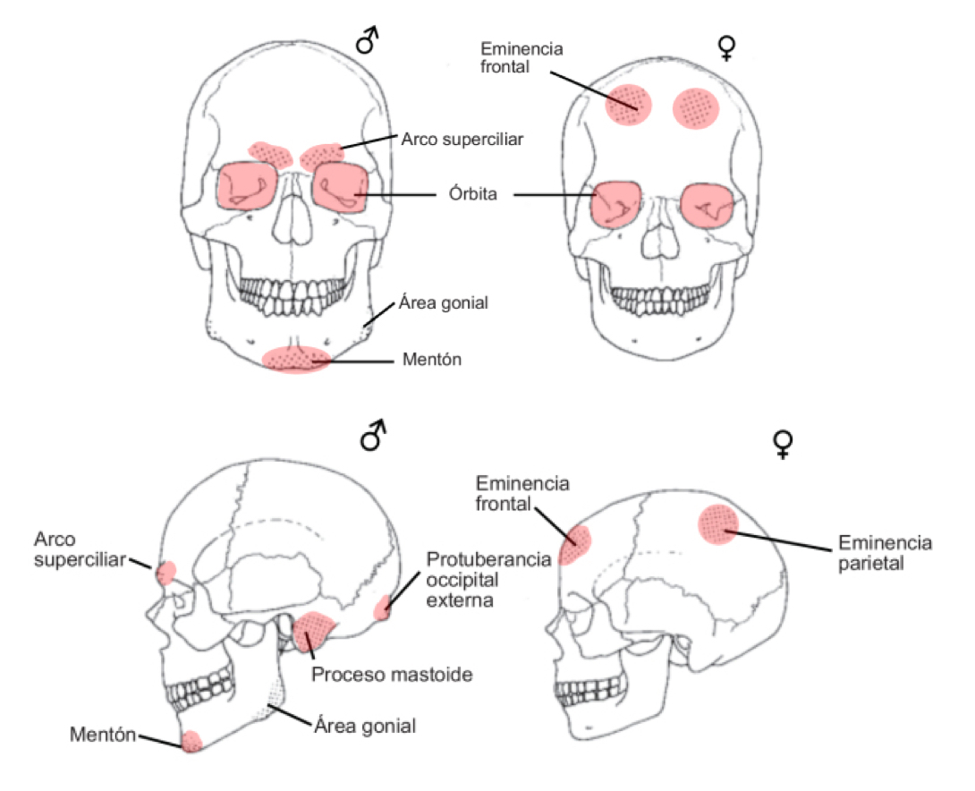 Cráneos masculino y femenino en norma frontal y lateral. Modificado de Herrmann et al., 1990