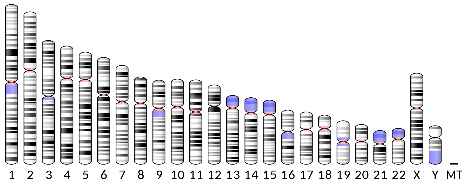 El genoma de los seres humanos está repartido en 23 parejas de cromosomas, de las cuales el último par puede estar conformado por dos cromosomas sexuales X o por un cromosoma X y otro Y. El resto, pese a ser cromosomas comunes a hombres y mujeres, también contienen genes necesarios para el desarrollo gonadal, pero son activados por genes específicos del cromosoma Y o por su ausencia.