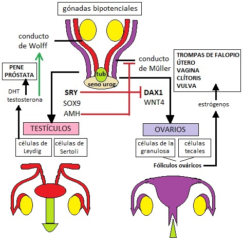 La gónada bipotencial embrionaria, los conductos adyacentes a ella y el tubérculo urogenital primordial se convertirán en el aparato reproductor masculino si el gen SRY del cromosoma Y activa la cascada molecular que conduce a la atrofia de los conductos de Müller y a la síntesis de testosterona y 5-dihidrotestosterona, que favorecen la formación del pene y la próstata. Por el contrario, en ausencia de SRY, el gen DAX1 del cromosoma X conduce a la expresión de genes que desarrollan los ovarios y sus células foliculares, que producen los estrógenos que favorecen el desarrollo de los órganos y conductos femeninos a partir de los conductos de Müller.