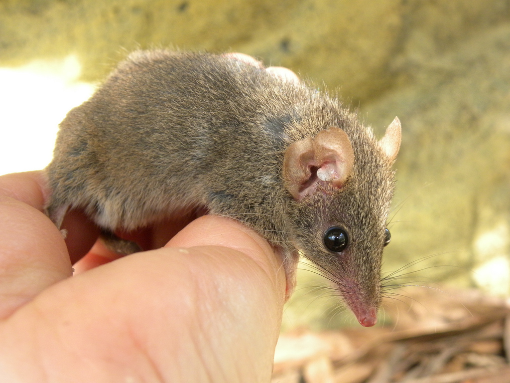 El antequino pardo o de Stuart (Antechinus stuartii) es una especie de marsupial endémica de la región suroriental de Australia que lleva a cabo desenfrenadas sesiones de apareamiento que pueden llegar a durar hasta 14 horas.