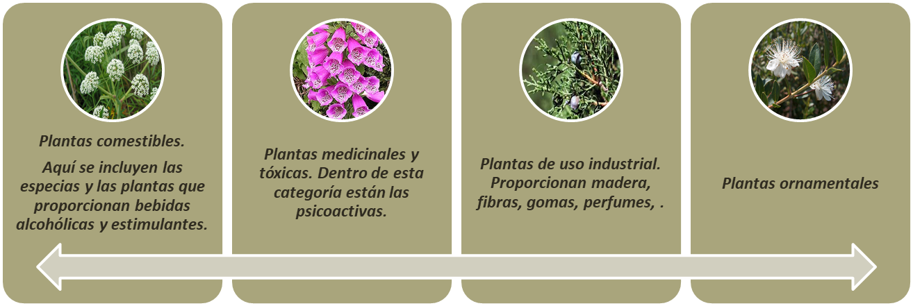 Grupos de plantas por tipos de interés según la Botánica Económica (Society Economic Botany. New York Botanic Garden.)